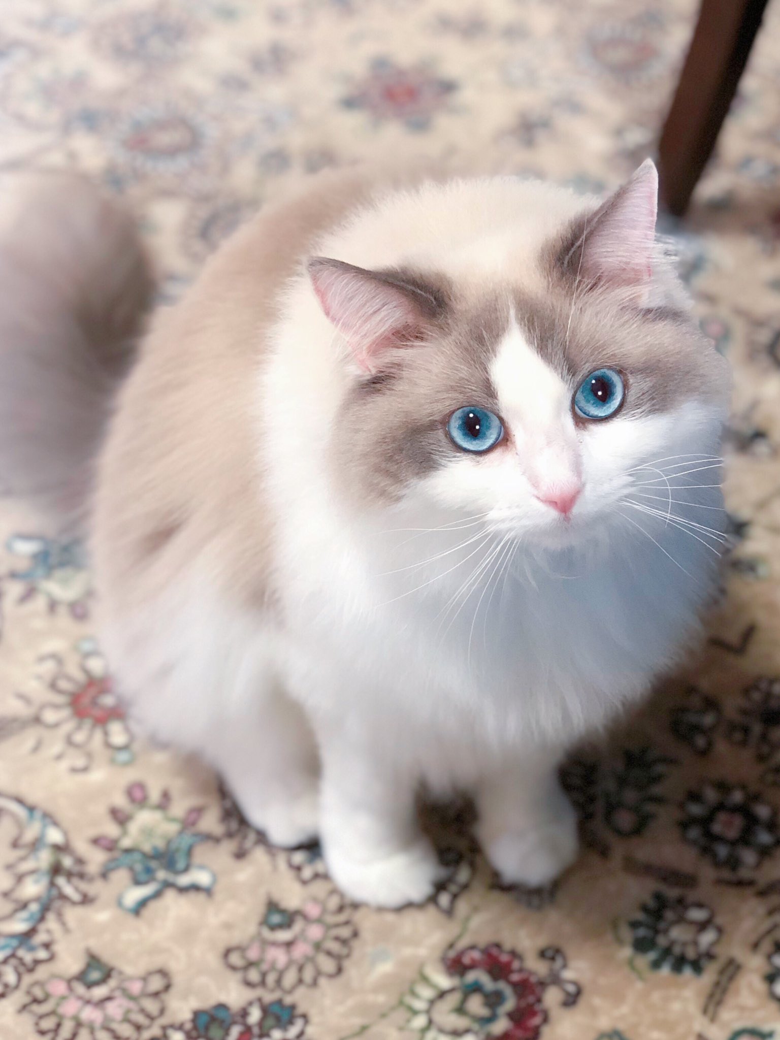 ましろ🐱 on X: 