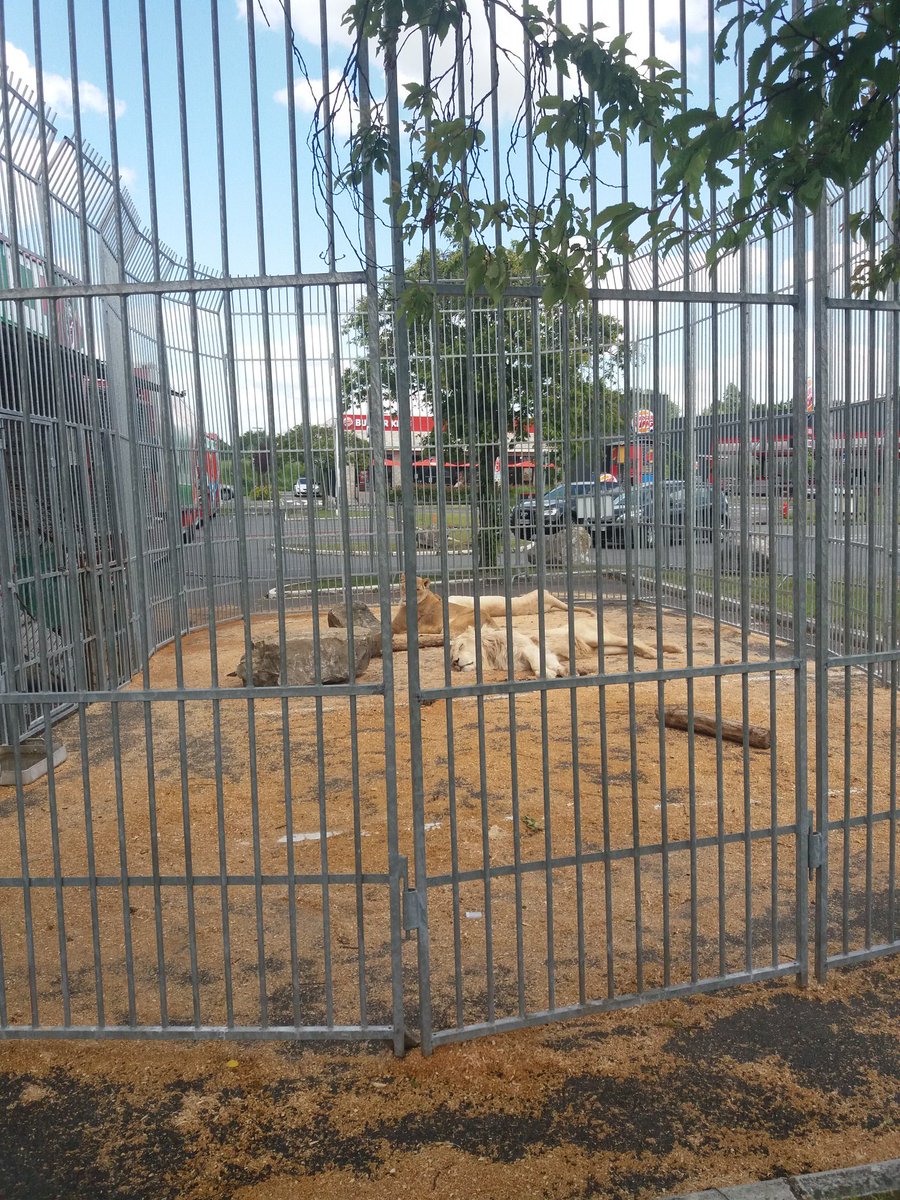 fl_pcn's tweet photo. Ça se passe à @Auchanleers, c'est un scandale ! Un cirque vient de s'installer sur le parking avec des pauvres lions (squelettiques) couchés sur de la paille et enfermés dans une minuscule cage pour que les passants les "admirent". STOP aux cirques avec animaux. STOP à l'horreur. https://t.co/KspyJXobhY