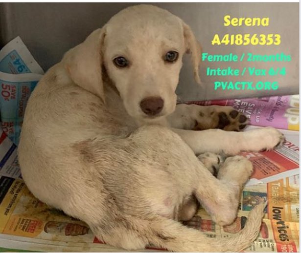 MoishesMom's tweet photo. π¨πππ»These pups will π if no1 comes. James Dean & Serena canβt walk & poor pup has skin conditions. No/very low pledges. #Palm #Valley #Texas #Edinburgh #STexas π¨π@bvanhool @chortletown @KeithOlbermann πππ Please help #Palm #Valley #Pups #PledgesNeeded π¨πππ» #Retweet ππ https://t.co/dGHJ94rCAh