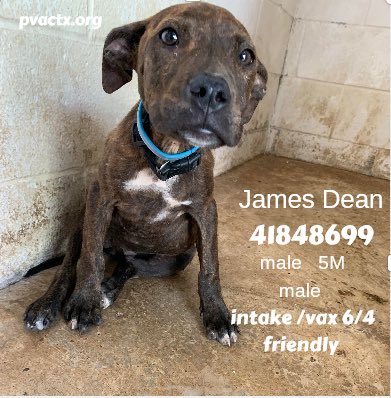 MoishesMom's tweet photo. π¨πππ»These pups will π if no1 comes. James Dean & Serena canβt walk & poor pup has skin conditions. No/very low pledges. #Palm #Valley #Texas #Edinburgh #STexas π¨π@bvanhool @chortletown @KeithOlbermann πππ Please help #Palm #Valley #Pups #PledgesNeeded π¨πππ» #Retweet ππ https://t.co/dGHJ94rCAh