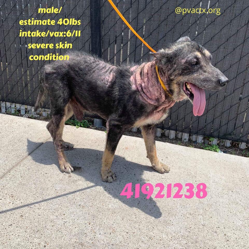 MoishesMom's tweet photo. π¨πππ»These pups will π if no1 comes. James Dean & Serena canβt walk & poor pup has skin conditions. No/very low pledges. #Palm #Valley #Texas #Edinburgh #STexas π¨π@bvanhool @chortletown @KeithOlbermann πππ Please help #Palm #Valley #Pups #PledgesNeeded π¨πππ» #Retweet ππ https://t.co/dGHJ94rCAh