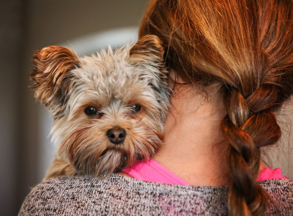 RedRoverOrg's tweet photo. No one should have to choose between safety and their pets. Read *Sunny's story and learn about the resources that RedRover offers to help #domesticviolence survivors and their #pets escape abuse together. #PetsAreFamily #AB415 https://t.co/yRAE6km8QM https://t.co/DuRGEbx6oi