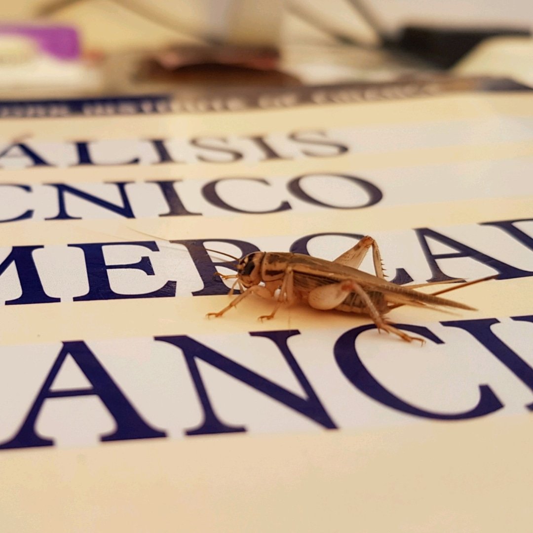 Insectos Comestibles: Toda una nueva Economía Alternativa 

#edibleinsects
#insectoscomestibles
#cricketsarefood
#alternativeprotein
#alternativefoods
#cricketprotein 
#harinadegrillo
#Cochua 
#WoodShares
@utmoficial