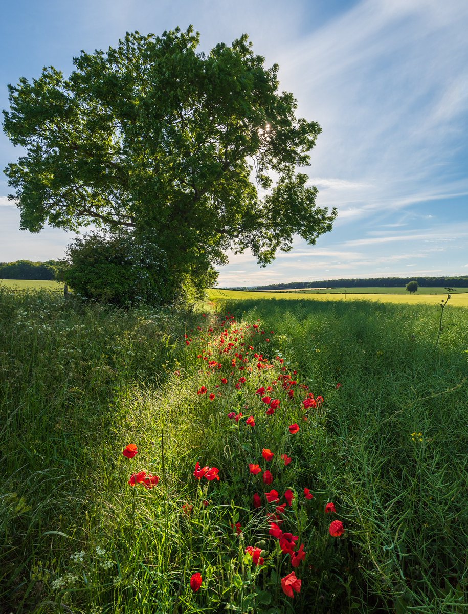 martinjamescook's tweet photo. Calling all Intensive Care Consultants. Join our 'outstanding' multidisciplinary team in Salisbury. We have fantastic schools, the world renowned Salisbury Cathedral - in the midst of beautiful countryside @ICS_updates @FICMNews @RCoANews @BMJCareersHosp https://t.co/qor6yeDb0Q https://t.co/tvbmJo3pvH
