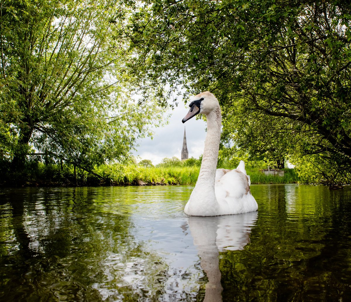 martinjamescook's tweet photo. Calling all Intensive Care Consultants. Join our 'outstanding' multidisciplinary team in Salisbury. We have fantastic schools, the world renowned Salisbury Cathedral - in the midst of beautiful countryside @ICS_updates @FICMNews @RCoANews @BMJCareersHosp https://t.co/qor6yeDb0Q https://t.co/tvbmJo3pvH