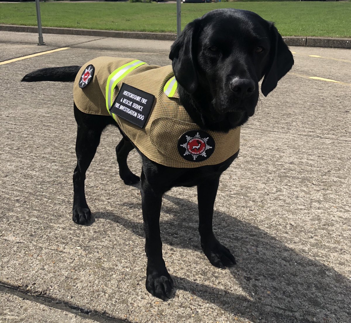 HertsFireDog's tweet image. Trying on my new @BristolUniforms dog jacket ready for @Sawbo_Fire_C27  and @roystonfire open days tomorrow. What do you think? 🤗 #firekit #doguniform #lookingsmart 🚒