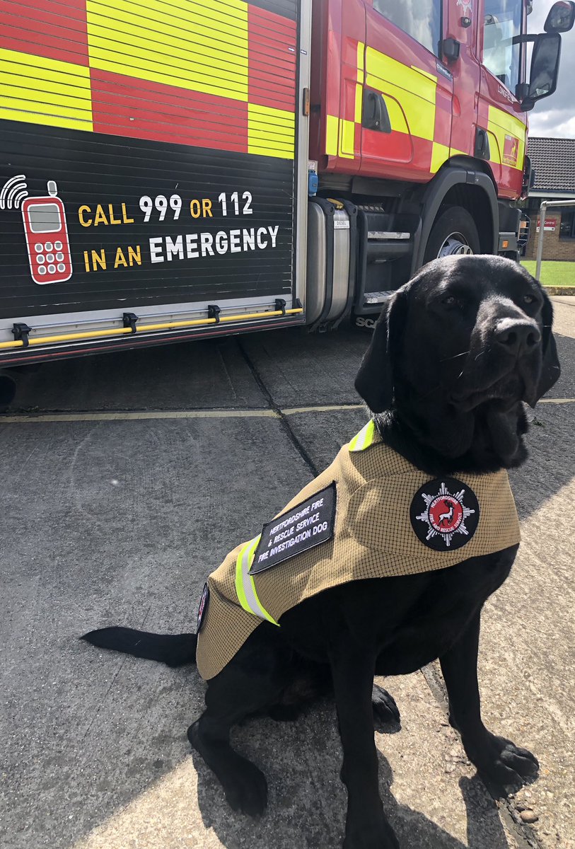 HertsFireDog's tweet image. Trying on my new @BristolUniforms dog jacket ready for @Sawbo_Fire_C27  and @roystonfire open days tomorrow. What do you think? 🤗 #firekit #doguniform #lookingsmart 🚒