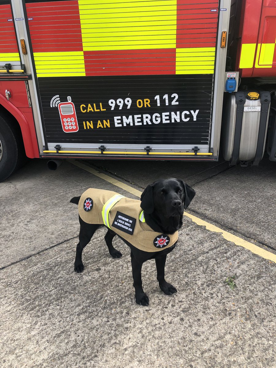 HertsFireDog's tweet image. Trying on my new @BristolUniforms dog jacket ready for @Sawbo_Fire_C27  and @roystonfire open days tomorrow. What do you think? 🤗 #firekit #doguniform #lookingsmart 🚒