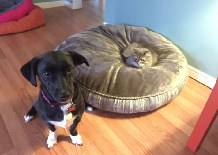 tolifewithcats's tweet photo. 🐱"Nah. Fuck you, dog, this is MY bed."🐶 😂😂
#funnyvideos #funny #funnymemes #comedy #memes #lol #meme #lmao #funnyshit #fun #hilarious #memesdaily #love #viral #tolifewitcats #cats #dogs #pets #maycat #catlovers https://t.co/SoQzfA0Oqb