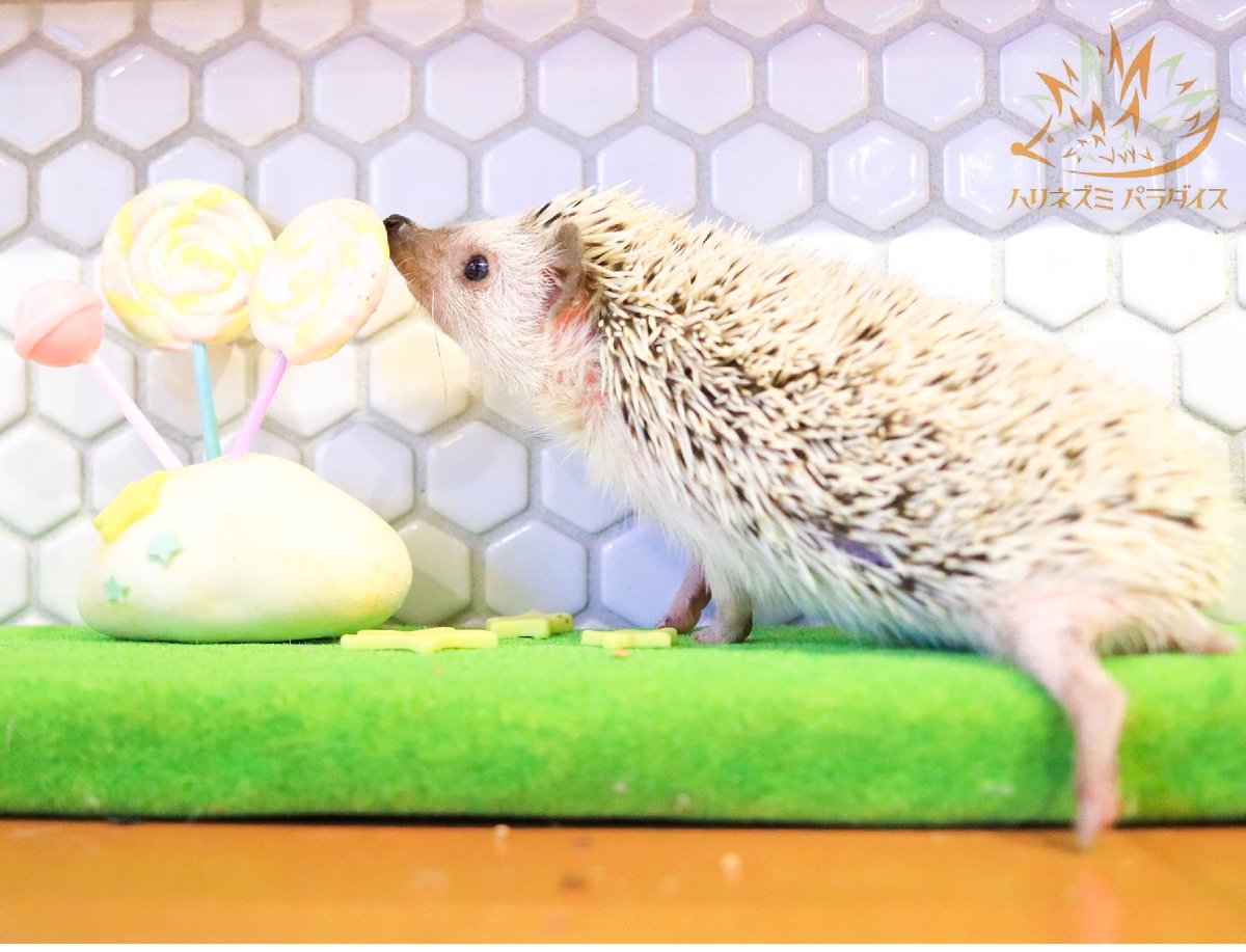 hari_para_cafe's tweet photo. “Hello Friday🌈 I do what I love🍭”
「華金でちゅ✨好きなことをしましょ〜🌟」
#ハリネズミパラダイス #hedgehogparadise #ハリネズミ #はりねずみ #ヨツユビハリネズミ #針鼠 #針猬 #針蝟 #고슴도치 #riccio #herisson #landak #hedgehog #hedgehoglove #hedgehoglover #hedgehog #pygmyhedgehog https://t.co/emz71G5SOm