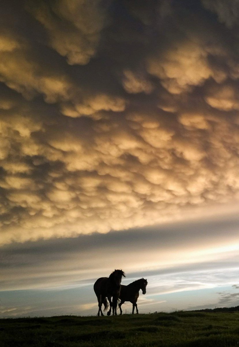 JBMEquiFarms's tweet photo. June 2018 when my #horses and #storms together in photos obsession started I think 😂 Granted this storm destroyed a roof on my hay shed but it was incredible after ..I have one on my favourite coffee cup now too👍 #mbstorm #mbwx #2018June #horses #farm #prairie #Manitoba https://t.co/voRG0fTzB0