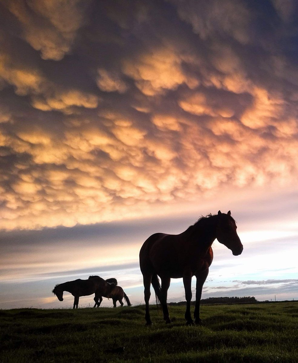 JBMEquiFarms's tweet photo. June 2018 when my #horses and #storms together in photos obsession started I think 😂 Granted this storm destroyed a roof on my hay shed but it was incredible after ..I have one on my favourite coffee cup now too👍 #mbstorm #mbwx #2018June #horses #farm #prairie #Manitoba https://t.co/voRG0fTzB0