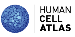 DucheneJohan's tweet photo. The first single-cell sequencing datasets from the Human Cell Atlas are now available to the research community.
#Human #Cell #Atlas #scRNASseq #single cell
https://t.co/5riWpmPNiN https://t.co/kl80yctm1i
