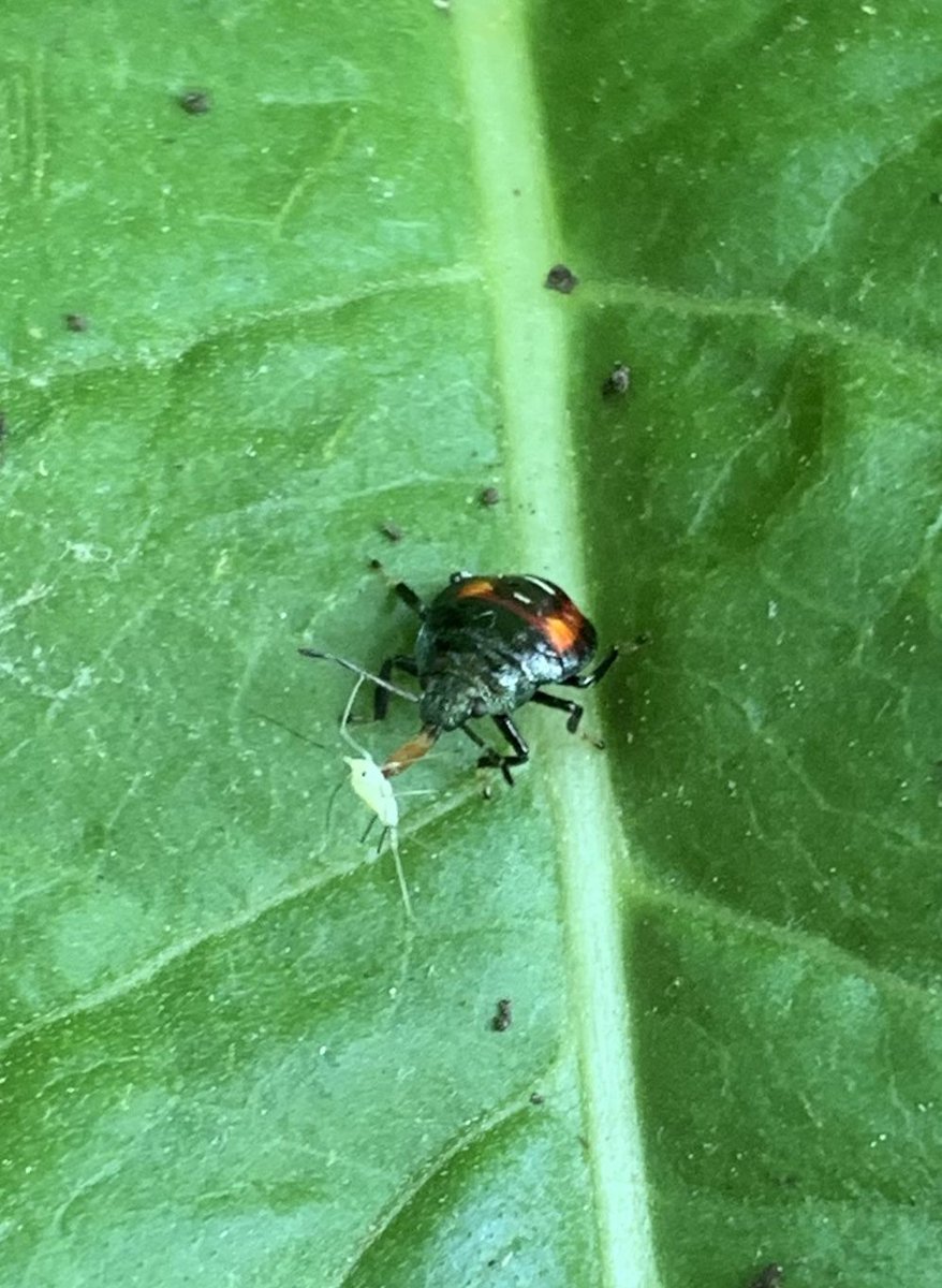 Soulful_Gardenr's tweet photo. Natural #biological control in the landscape. Here is a green stink bug nymph snacking on an aphid. #IPM #KnowYourBugs #GoodGuys #gardening #habitat https://t.co/a3nhg4KJlt