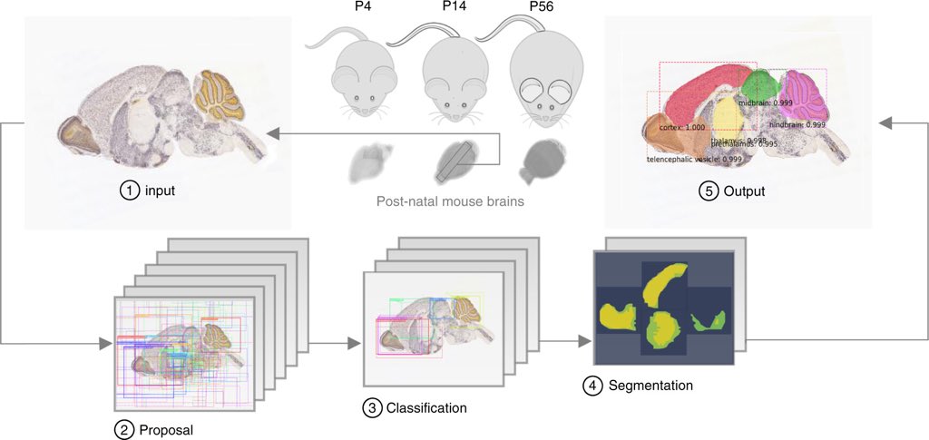 Andres_Lopez_C's tweet image. #NatureMachineIntelligence “Developing a brain atlas through deep learning (DL)” by Iqbal et al. 

📌DL can accelerate brain-wide exploration of region-specific changes in brain development and diseases.

📌Link: nature.com/articles/s4225…