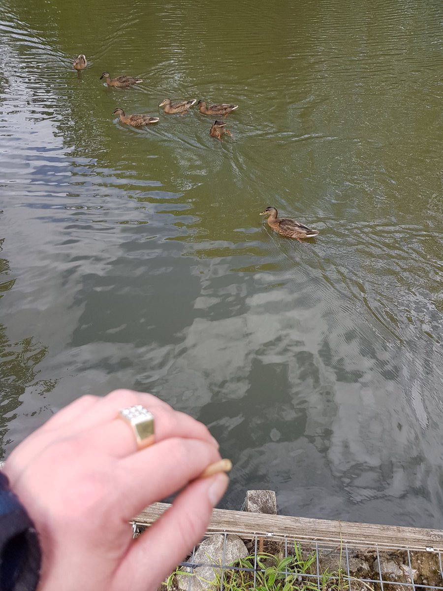 SnJ66556992's tweet photo. The ducks love me or my #blunt https://t.co/mBpbzEzGRO