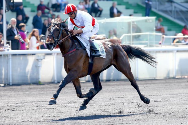 Paris_Turf's tweet photo. Super nouvelle : La championne Draft Life a repris l'entraรฎnement !
https://t.co/hEVusUuifF
#DraftLife #Trot @EcurieLBaudron #Vincennes https://t.co/BuH2eAXDhT