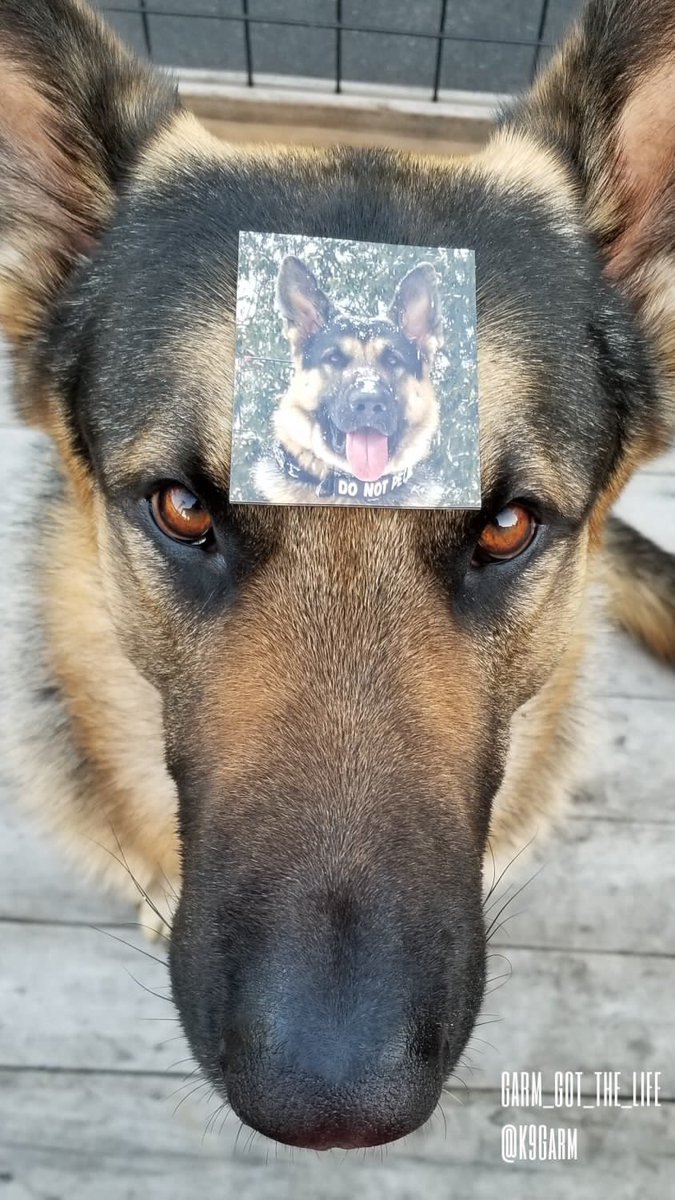 Love4PoliceDogs's tweet photo. #GIVEAWAYFRIDAYS
2 winners will get 
-Police K9 patch/sticker trio
-A #Moosedog pawtograph &amp; magnet from our fav Search &amp; Rescue K9, Garm!

To enter:
-Follow me, @Boxster240, @k9sofvalor, @K9Garm 
-Like, comment, RT

https://t.co/eY9Usehk7w 

Read 👇🏻 to increase chances #livepd https://t.co/MfCiHwXOvo