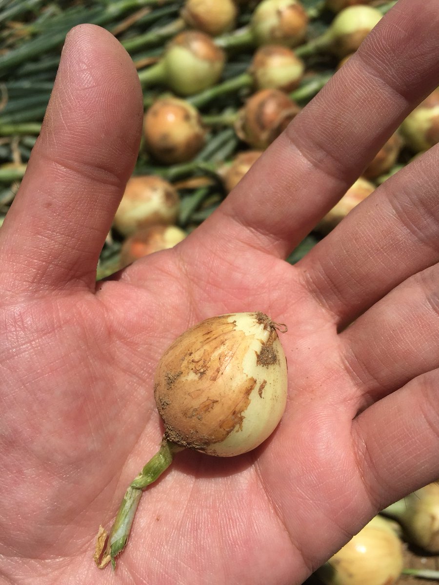 まっきー 家庭菜園 玉ねぎにはちょっと虫食いがありました ネギを食べる虫もいるんだな 刺激ありそうだから安全だと思ってた そしてズルムケにズレて育ったのも発見 まっきー 家庭菜園 玉ねぎにはちょっと虫食いがありました ネギを食べる虫もいるんだな 刺激ありそうだから安全だと思ってた そしてズルムケにズレて育ったのも発見
