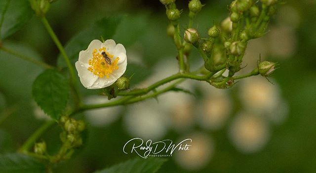 A Fly on a Mystery Flower (does anyone know what kind of flower this is, it is growing wild behind our property and smells AMAZING) . . . .
#flower #mysteryflower #fly #garden #wildflowers #amazingsmell #householdpests #randydwhite bit.ly/2FaoYbi