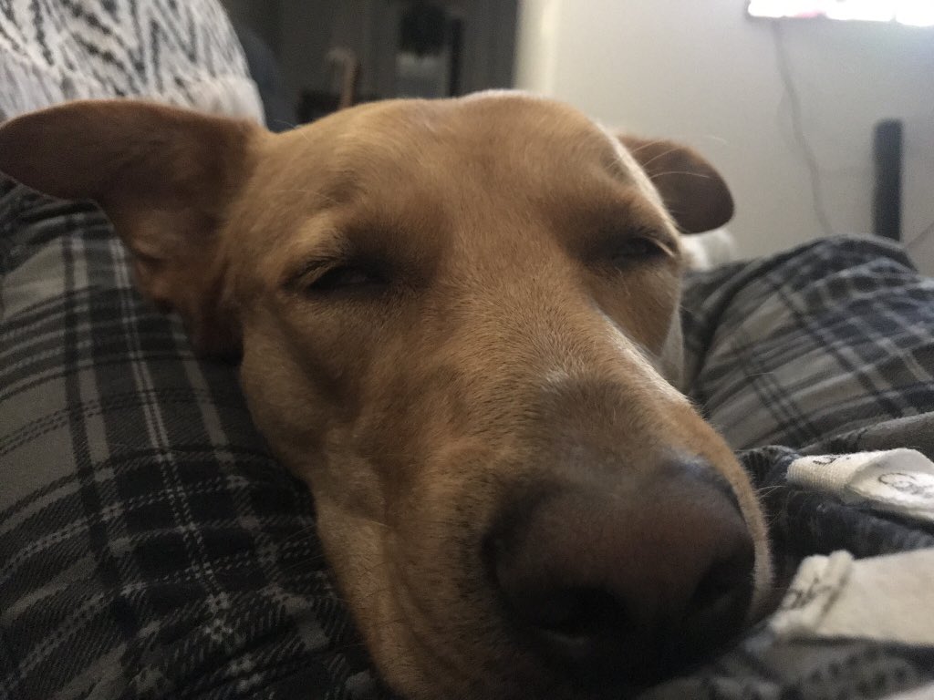 alliegutwein's tweet photo. @tvdave Sleepy girl! 😄 https://t.co/MPtd6y2aG0