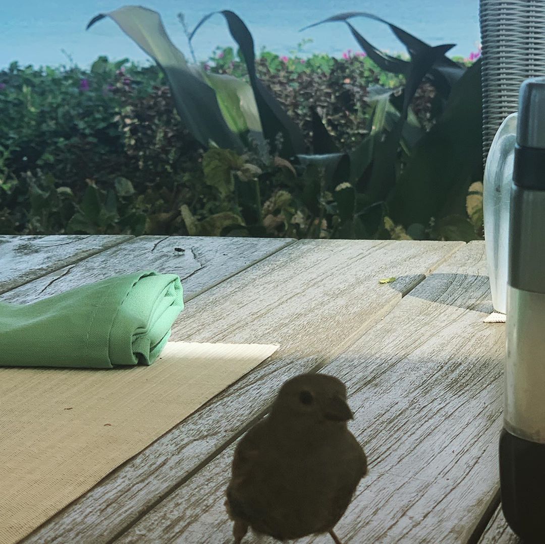 SaintPetersBay's tweet photo. Our little friend just dropped in to say hello! #stpetersbaybarbados 📸 @jtn1113 https://t.co/Mte0PlKdSK