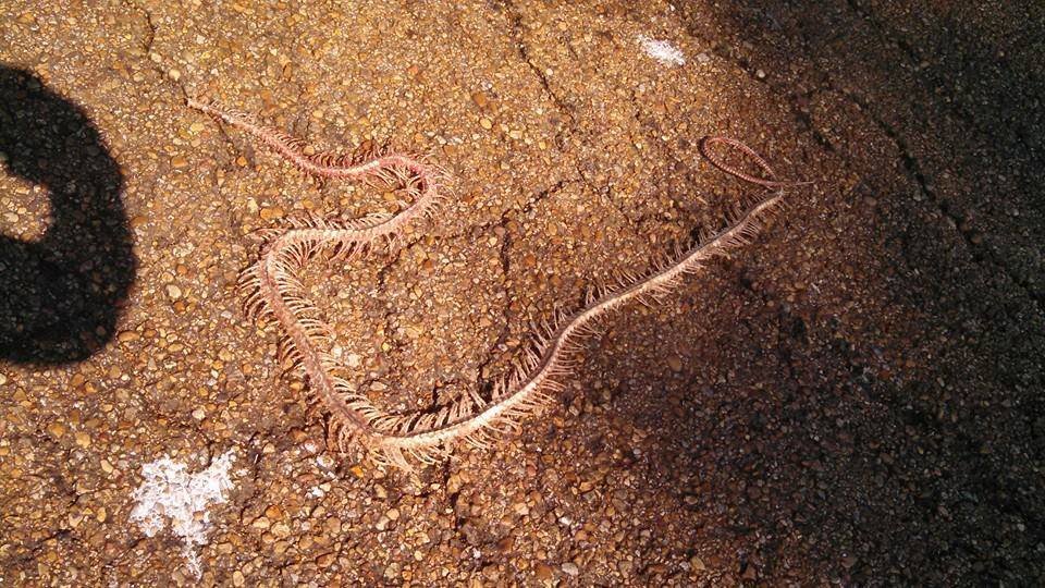 MelindaHoward4's tweet photo. Found this on a run a few years back.   #SnakeSkeleton

What's your favorite running find? https://t.co/tDG6ifAIj6