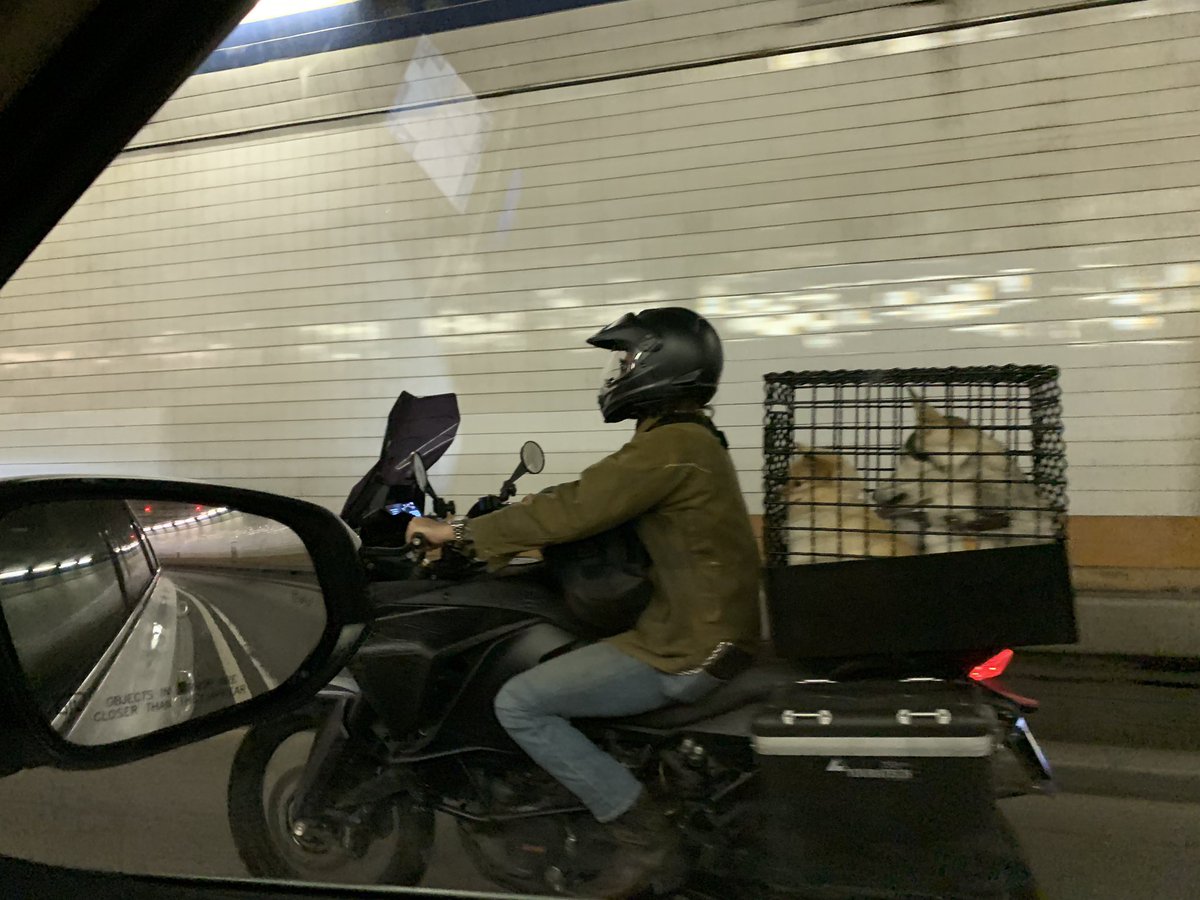 contessabrewer's tweet image. This illustrates why the pet industry is going gang-busters.  Where we go- the #dogs go too! Or is that a wolf in a tiny crate? #Motorcycle #PetHack