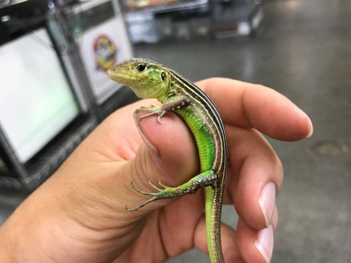 ペポニ みなと店 على تويتر 緑の走り屋 リボンハシリトカゲ入荷 ちょこちょこ動き回っている姿が 可愛い 複数でワラワラ入れると楽しい種類です リボンハシリトカゲ