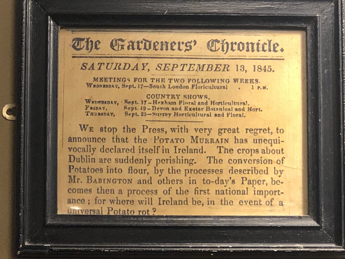 Irish I always thought the Irish and potatoes thing was more of a joke