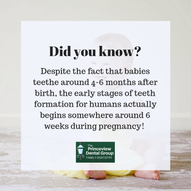PrinceviewD's tweet image. #dentalfacts #fetus #teethdevelopment