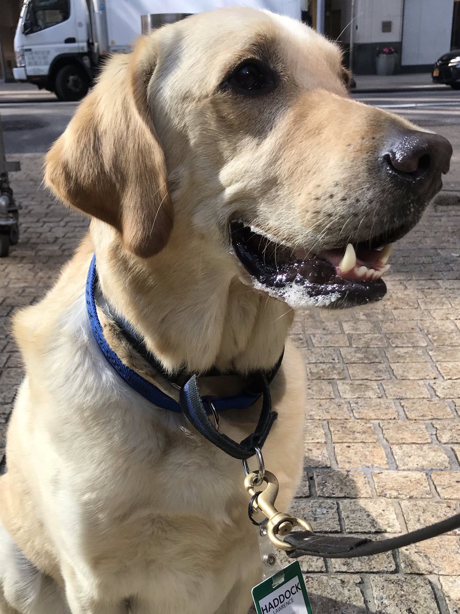 nathandeanDC's tweet photo. One of the best parts of visiting Bloomberg HQ is seeing this very good boy. #TeamHaddock https://t.co/qeDhTbYBx4