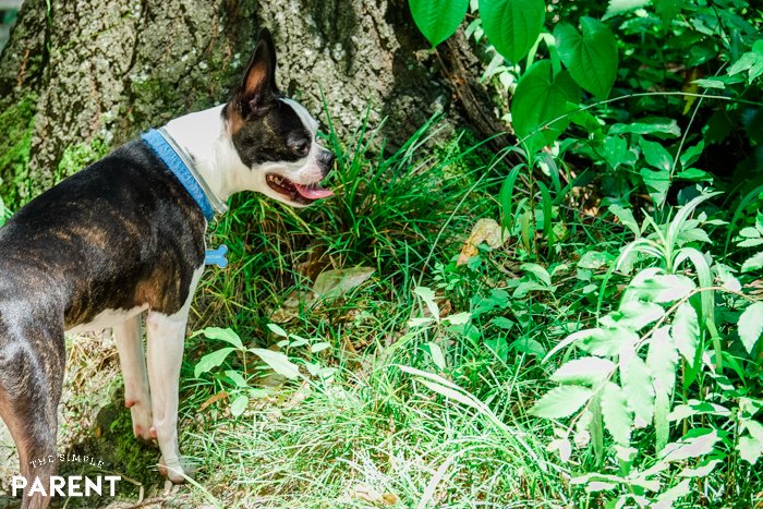 thesimpleparent's tweet photo. Summer is here! #ad If you're a dog owner, learn how to keep your dog healthy, safe, & happy with our simple tips and help from @HartzPets! https://t.co/uWSq6njhI8 #UltraGuard https://t.co/frhz90r4eC