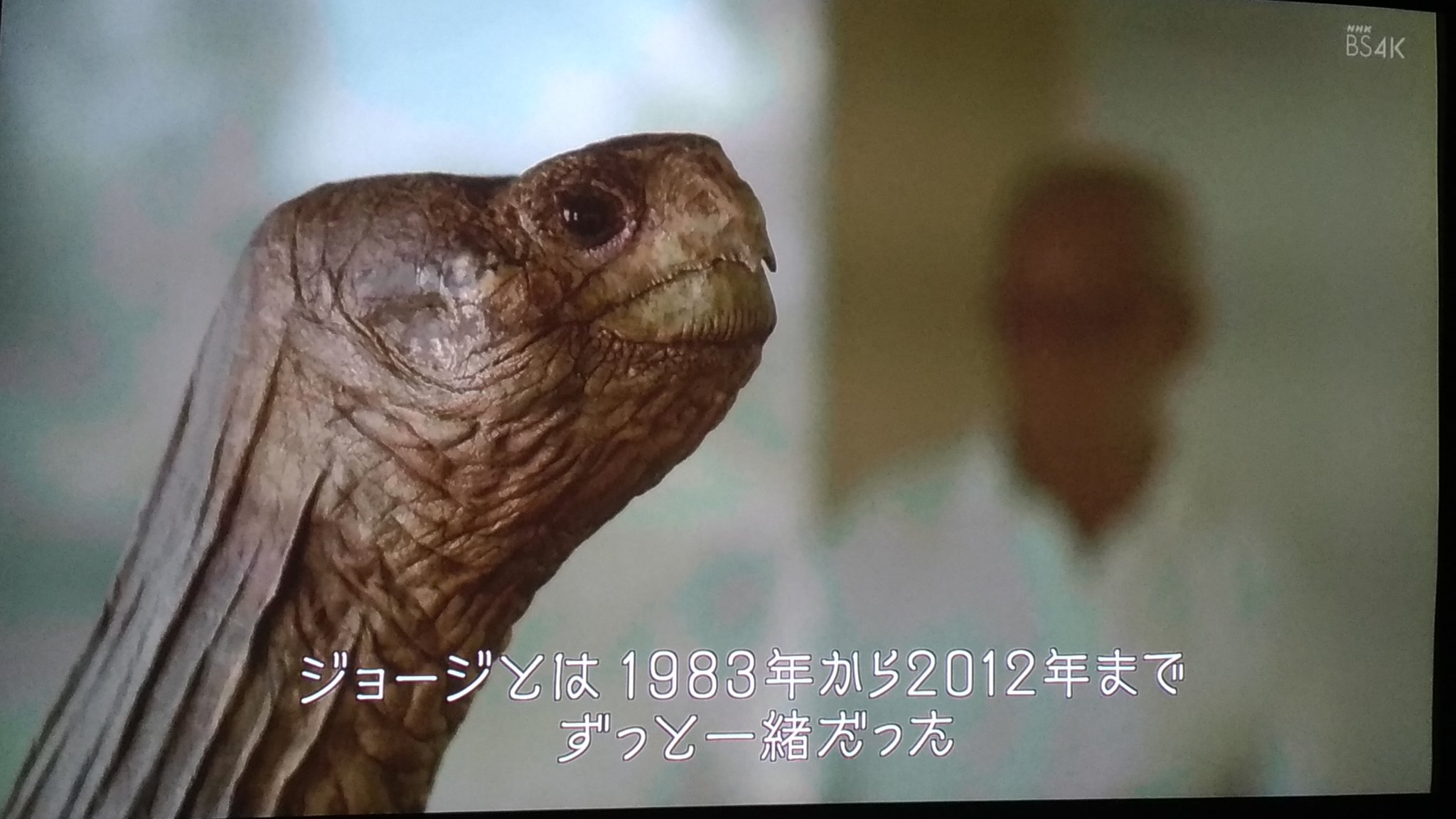 Dark Knight ガラパゴス諸島ピンタ島の絶滅種ゾウガメの最後の一頭だったロンサムジョージ の話も知っていて 映像も何度か観たこと有った筈だが 思っていた以上に恐竜感 ネッシー感が強くて驚く 絶滅させたのは私たち人間 12年にロンサム ジョージが