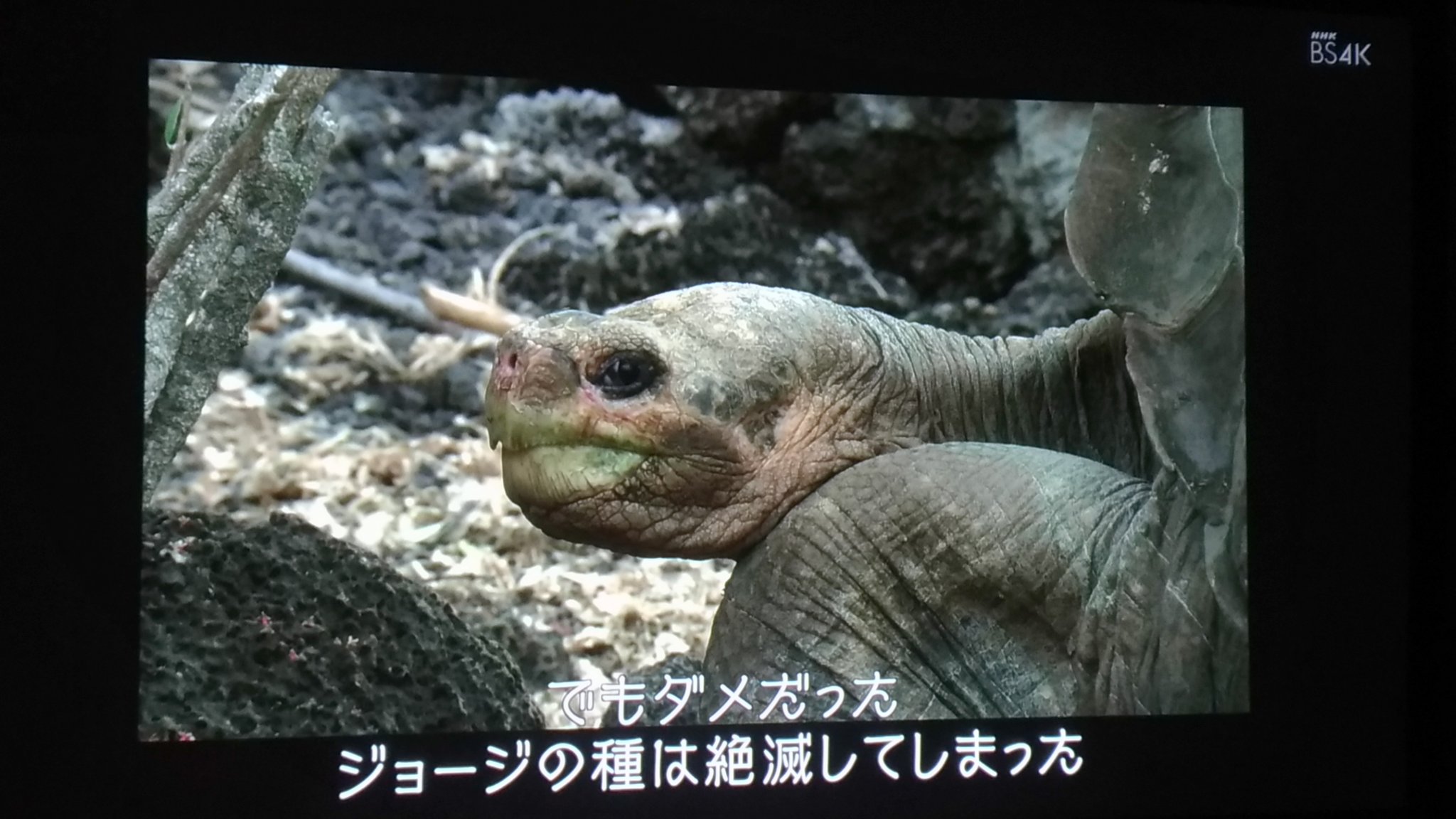 ゆきまさかずよし ガラパゴスで ロンサム ジョージ 血統を含む絶滅したと考えられていたゾウガメ30頭を発見 T Co J9ggngbjd7 Twitter