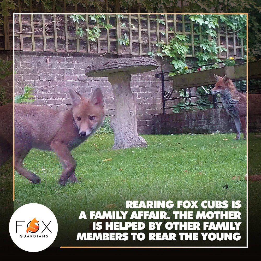 foxguardiansuk's tweet photo. #FoxFactsFriday Even though adult #foxes are solitary hunters, their family bonds can remain strong throughout their life.😍 Not just the father but also siblings or older offspring help the #vixen to rear her young.😃 #Cubs often pair up to explore the world together 🦊❤️🦊 https://t.co/tTt6AiCW33