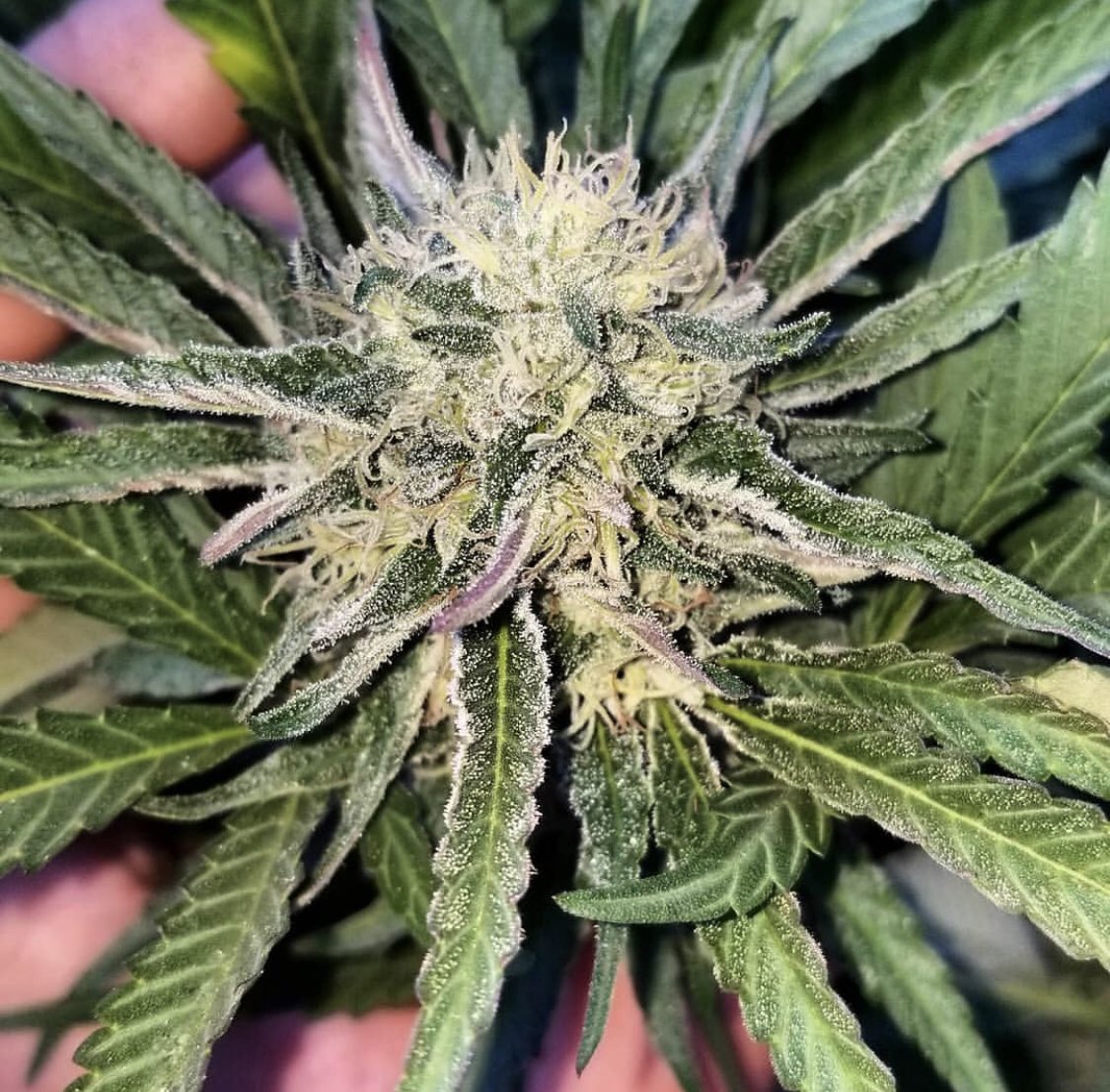 Purple Punch 🍇🥊🍁. Fewer bottle with more performance 🚀Using Love Trees is as easy as 1️⃣,2️⃣,3️⃣. Click link in bio ⬆️ to learn more #lovetreesofficial #lovetreescali #growyourown #smokeyourown #rollyourown #cannabiscommunity #marijuana #thc #hightimes #weedstagram420 #weed