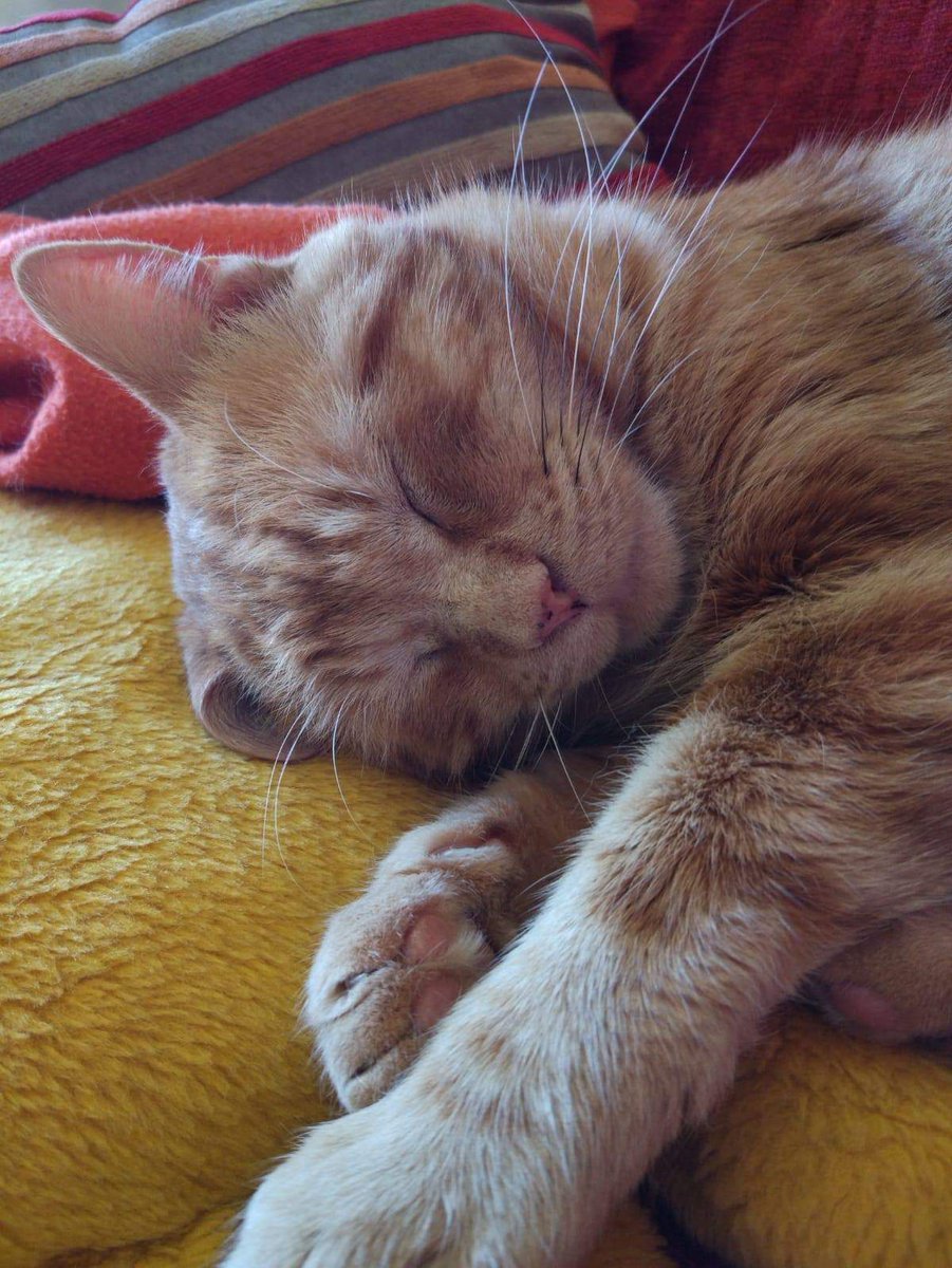 Adopta Daz tweet media