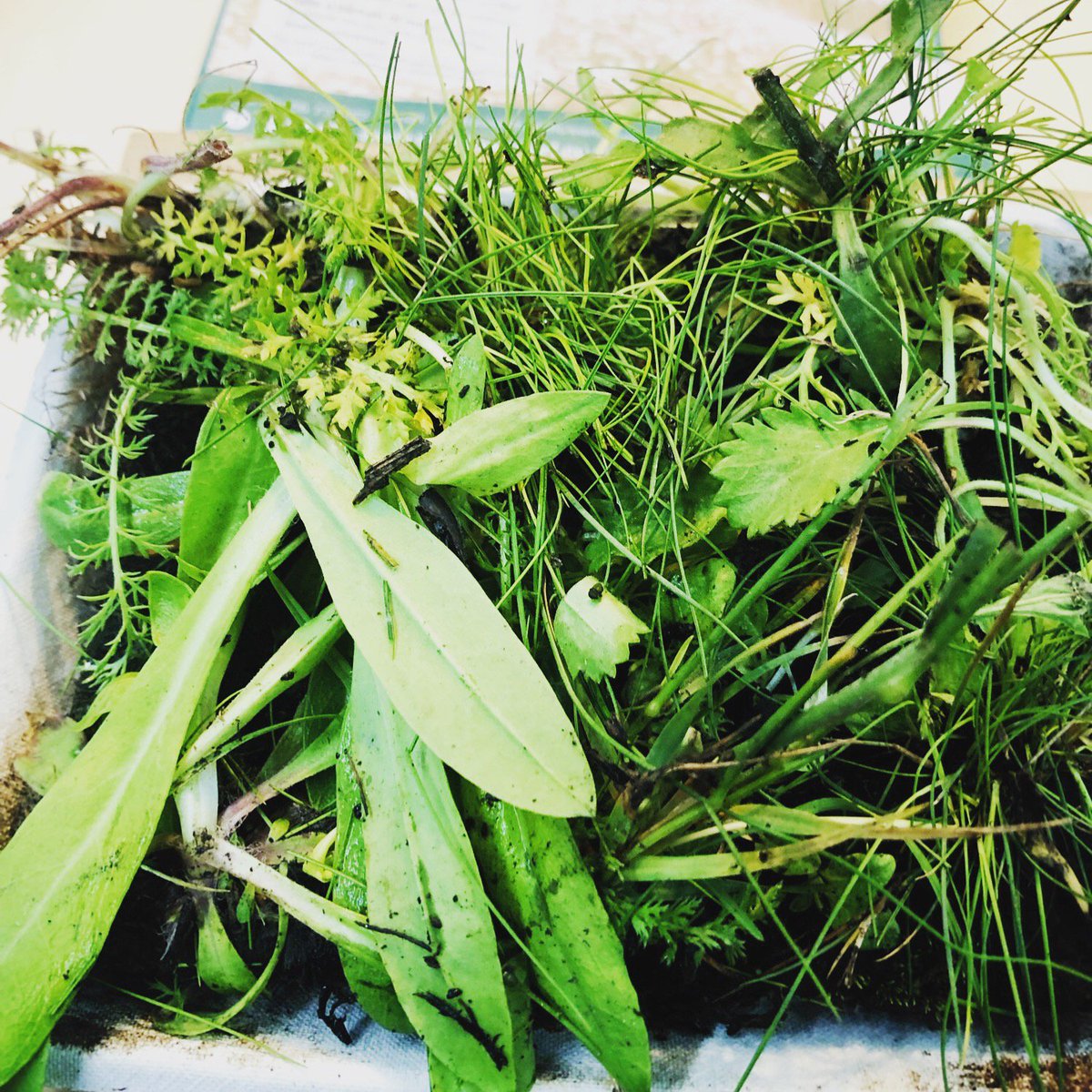 CW_Studio's tweet photo. Thank you @wildflowerturf for making our samples table more interesting! ๐ We will nurture it ๐ฑ๐ #micromeadow https://t.co/tKZnzwHmZh