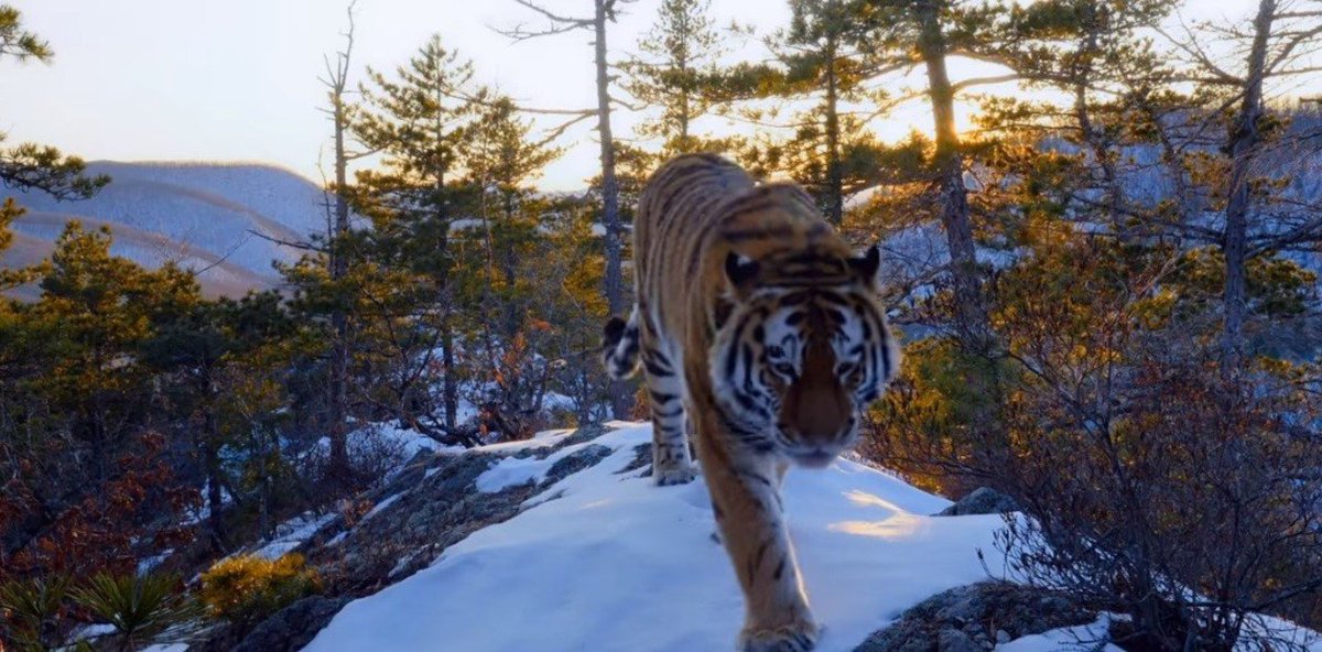 Una serie para enamorarse del planeta. Mi opinión sobre el documental #NuestroPlaneta de <a href="/NetflixES/">Netflix España</a> con la voz de <a href="/PenelopeCruzOfi/">Penélope Cruz</a> 
bit.ly/2IJaYGv
