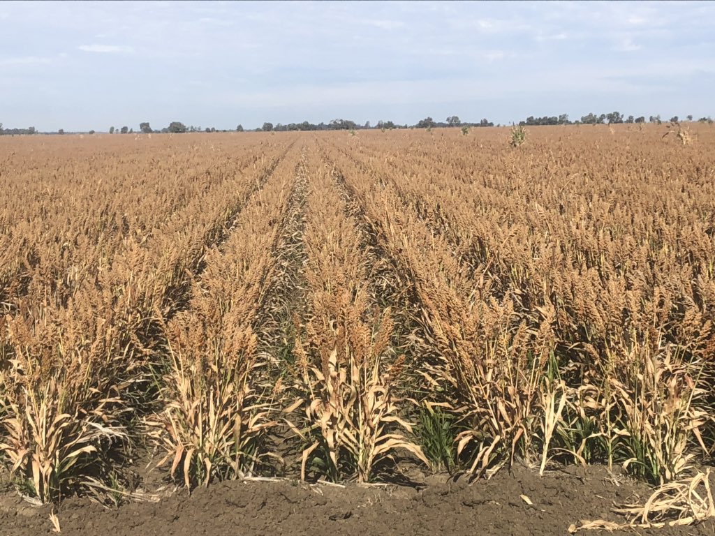 Irrigated Buster. First crop harvested ~22-1-19, not slashed and ratoon crop watered ~28-1-19, plus~150 kg N/Ha. Two further irrigations, and 3rd picture taken today. Will go to grain.
If considering growing ratoon grain sorghum, I much prefer it to be slashed before restarting.