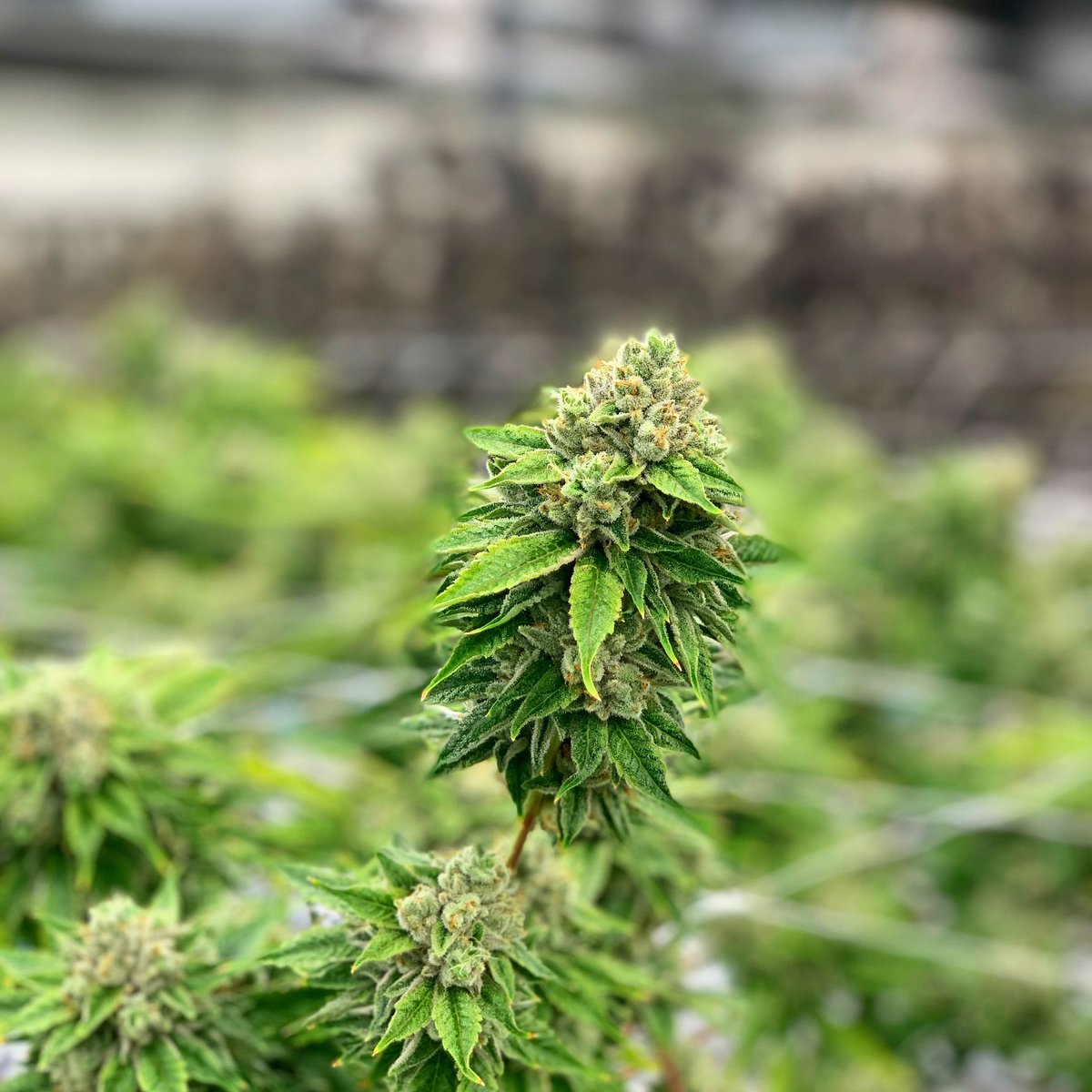 RareDankness's tweet photo. If we don't fight for what we 'stand for' with our passionate words and honest actions, do we really 'stand' for anything?
Tiffany Madison #raredankness #wheredoyouskunk #raredanknessglobal #wedodank #global #hightimes #getyourgrowon 🏆⭐️⭐️ #scottsog #scottOg https://t.co/GHAGi38K4u