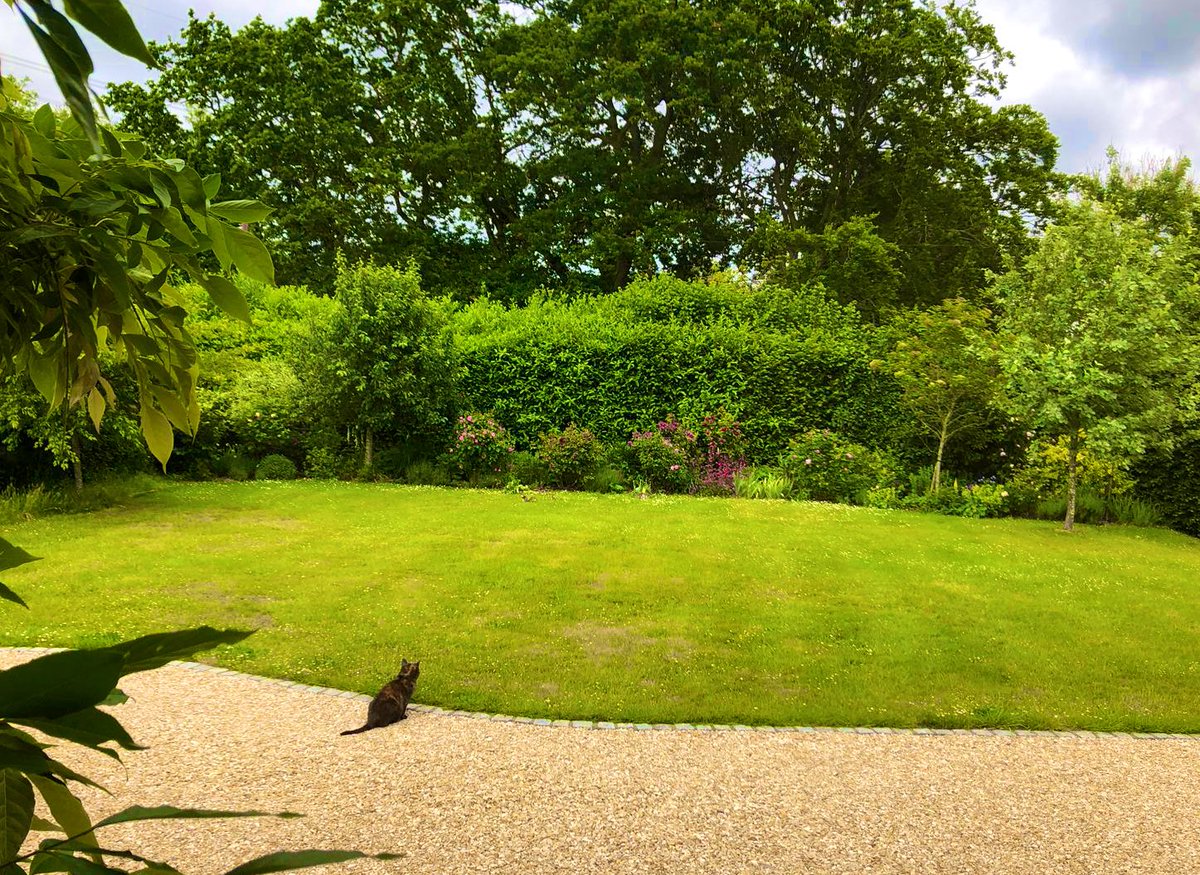 Can anyone spot the oblivious squirrel? #cat #squirrel #frontgarden #garden