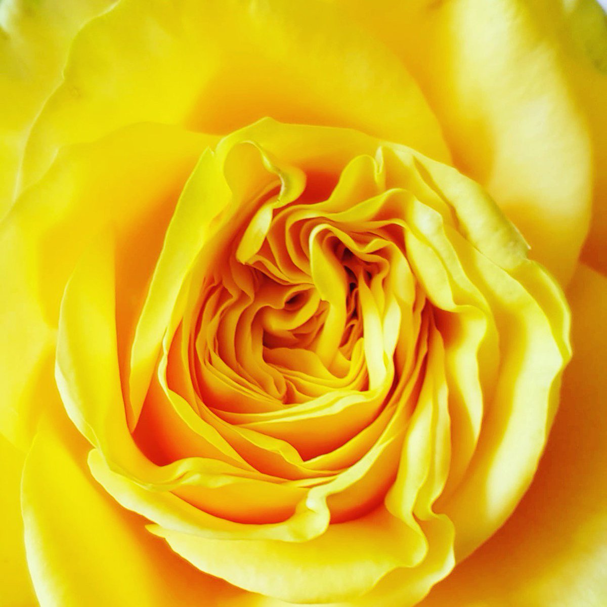 When a rose in your shop steals your heart #perfection