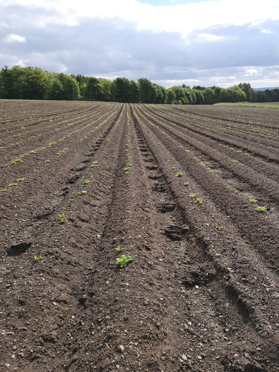 HuttonCSC's tweet image. Tied ridges in our newly emerging potato field. Great for reducing run off #Biodiversity, #IntegratedFarmManagement