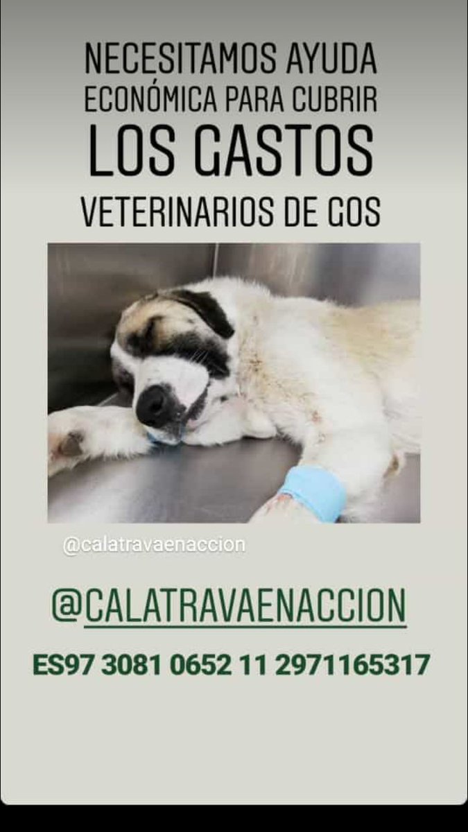 Calatrava en Acción tweet media