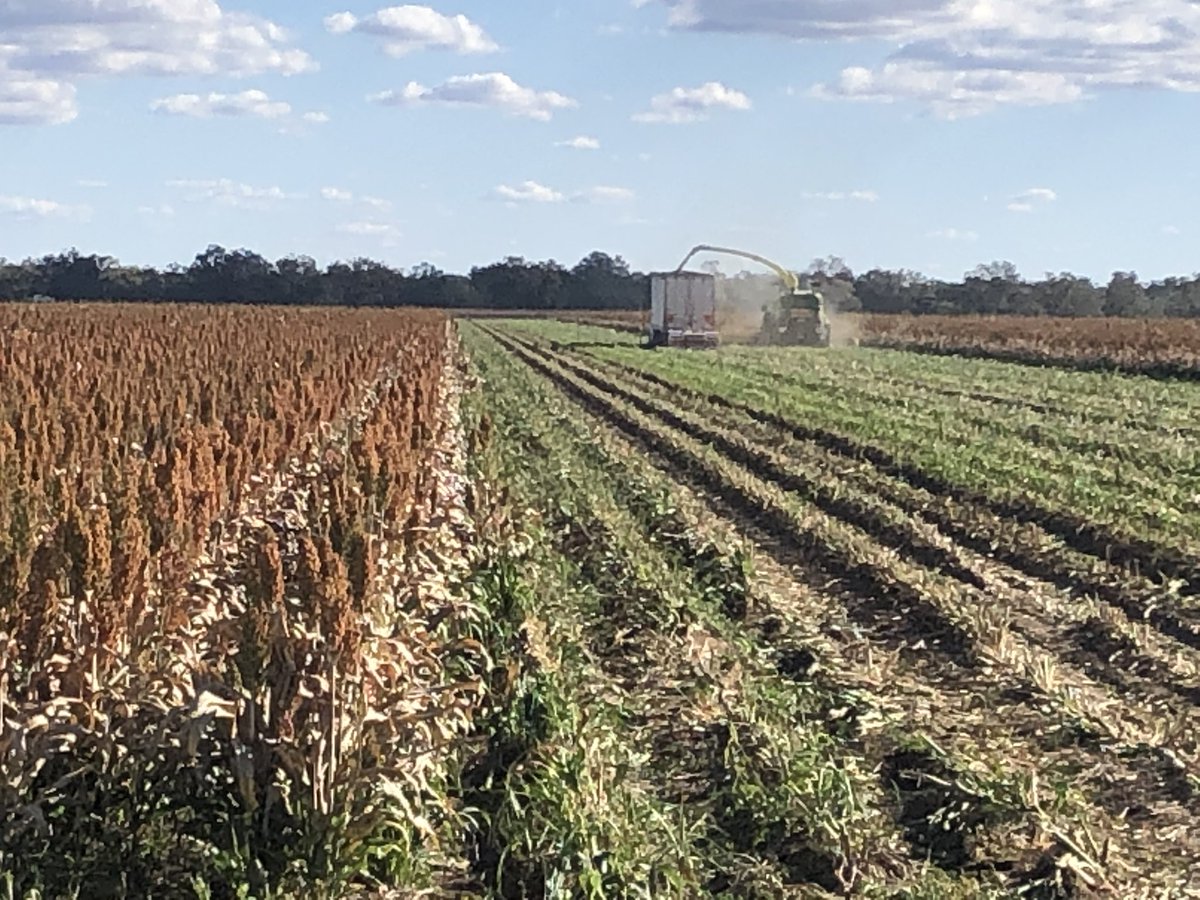 A66 also ratooned very well.
This area was slashed and the ratoon crop was first watered ~11-2-19. Chopped 11-6-18.