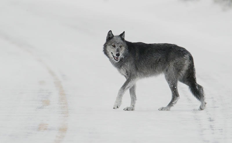 protectthewolve's tweet photo. Wolf Population Declining In Yellowstone National Park - #EndangeredSpeciesList #GrayWolves #OpposeWelfareRanchingNotWolves #SacredResourceProtectionZone -
It is not Rocket science people! They are just now beginning to write about this? We ... - https://t.co/i7976nkcft - https://t.co/SxO9azNm4p