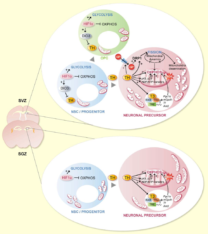 thyragestudy's tweet photo. Presence of thyroid hormone influences the type of energy production and differentiation of brain stem cells to either neurons or oligodendrocytes @JD_Gothie @PieterVancamp @BDemeneix @SrjPar https://t.co/utFIkZJ04w #brain #thyroid #neuroscience #molecular #THYRAGE https://t.co/wT69skZAAx
