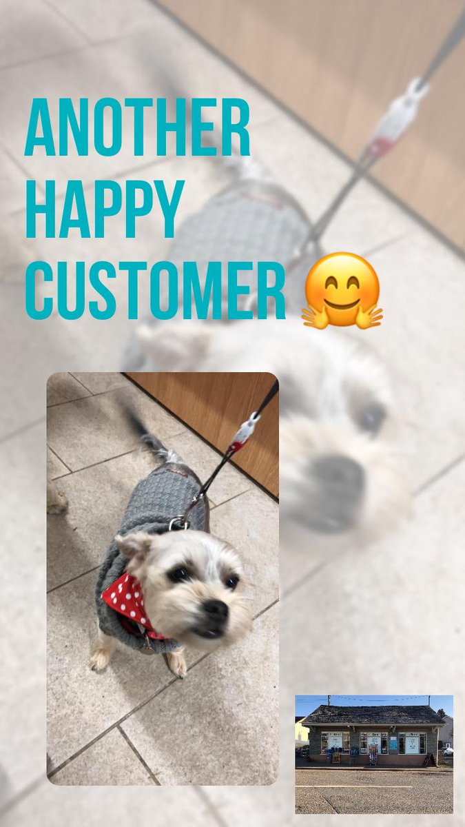 BarnPb's tweet image. Our canine corner has a full range of dog bandanas, as modelled by this little beauty! #dogsofinstagram #caninecorner #doglovers #bandana #accessories #pooleybridge #lakedistrict